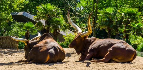 Casal de ankole watusi deitado no chão, raça gado popular com chifres enormes — Fotografia de Stock