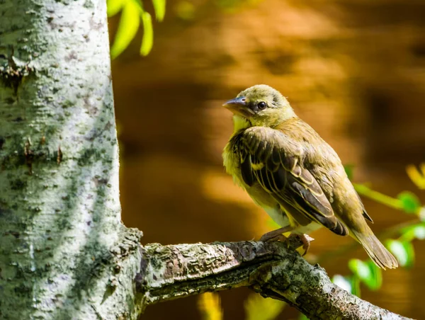 Close-up van een vrouwelijk dorp wever vogel zittend in een boom, populair tropisch in de avicultuur van Afrika — Stockfoto