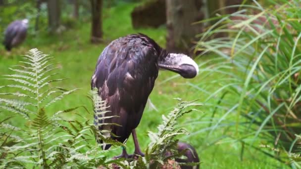 Detailní Záběr Slámy Šíje Ibis Zčistajasna Peří Typické Ptačí Chování — Stock video