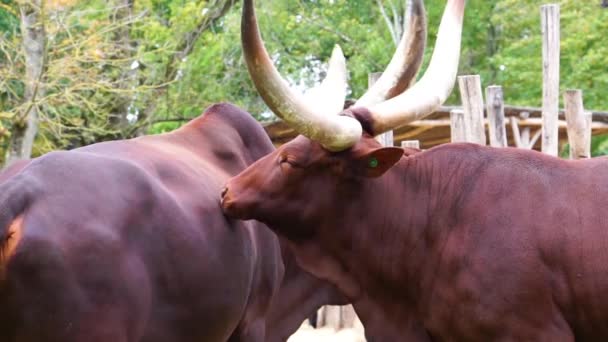 Närbild Ankole Watusi Grooming Den Andra Socialt Och Intimt Djurbeteende — Stockvideo