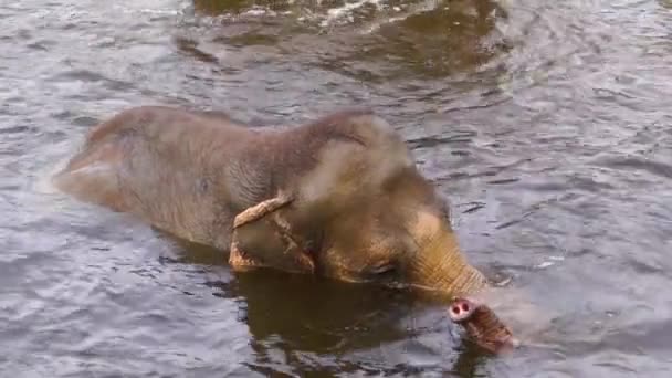 Primer Plano Elefante Asiático Bañándose Agua Agitando Tronco Especie Animal — Vídeos de Stock