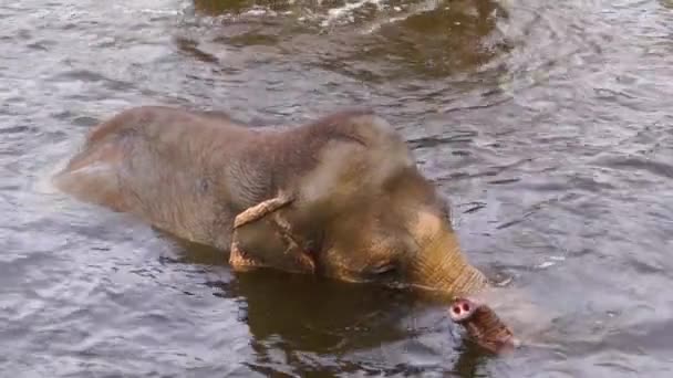 Detailní Záběr Asijského Slona Koupajícího Vodě Mávajícího Kufrem Ohroženého Zvířecího — Stock video