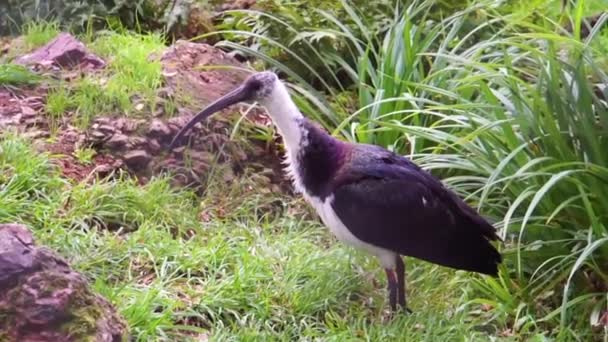 Ibis Dal Collo Paglia Primo Piano Uccelli Che Guardano Intorno — Video Stock