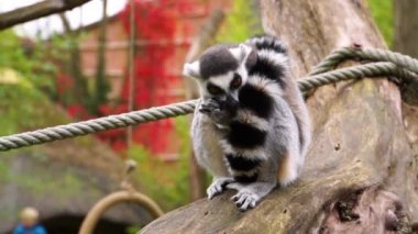 Bir halkanın sevimli yakın çekimi kuyruklu lemur fındık yiyor, primat diyeti, madagaskar nesli tükenmekte olan hayvan türü