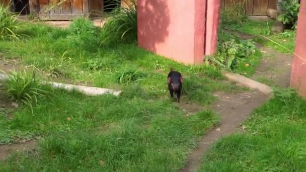 diable tasmanien marchant vers la caméra et regardant, adorable marsupial, Espèce animale en voie de disparition de Tasmanie en Australie 