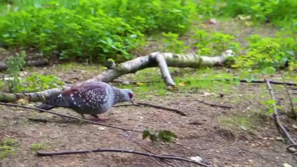 Pombo Salpicado Caminhando Procurando Comida Comportamento Típico Aves Espécie Animal — Vídeo de Stock