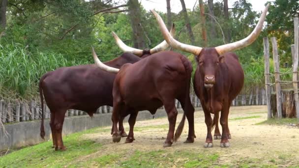 Group Ankole Watusi Cattle Pasture Popular American Cow Breed Large — Stock Video