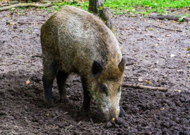 Toprağı kemiren yaban domuzu içgüdüsel domuz davranışları Avrasya 'dan yaygın hayvan türleri.