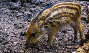 Toprağı kemiren bir domuz yavrusuna yakın çekim, bebek vahşi sörf tahtası, Avrasya ormanından sıradan bir domuz türü