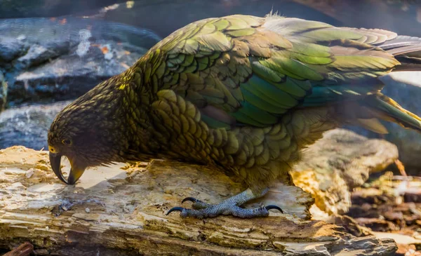 Kea loro masticando madera, pájaro afilando su pico, especie animal en peligro de extinción de Nueva Zelanda — Foto de Stock