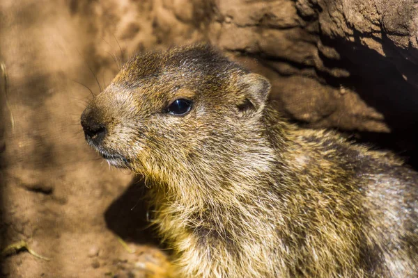 Close-up do rosto de uma marmota alpina, espécie de esquilo selvagem dos Alpes da Europa — Fotografia de Stock