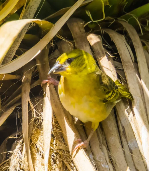 アフリカ産のクローズアップ熱帯色の鳥の種です — ストック写真