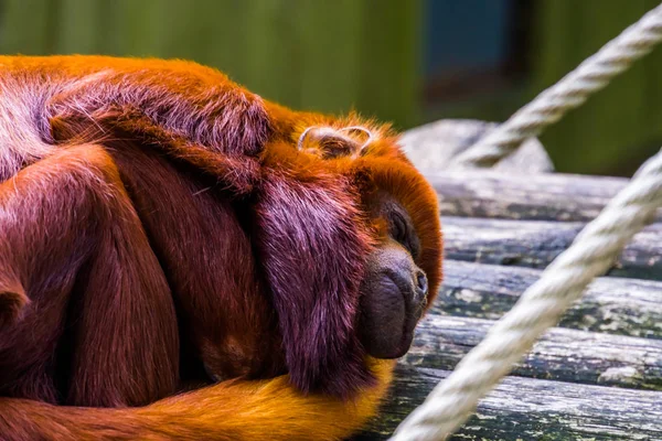 Primer plano de un titi de cobre durmiendo, mono rojo tropical, especie de primates exóticos de América del Sur —  Fotos de Stock