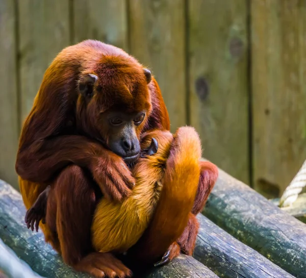 Madre titi cobriza abrazándose con su bebé, mono con bebé, especie de primates tropicales de América del Sur —  Fotos de Stock