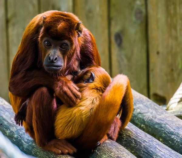 Schönes Porträt einer kupferfarbenen Titte mit ihrem Säugling, Affenmutter beim Kuscheln mit ihrem Baby, Verhalten der Primaten — Stockfoto