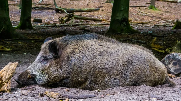 Wildschweine ruhen im Sand, gemeine Schweineart aus dem Wald Eurasiens — Stockfoto