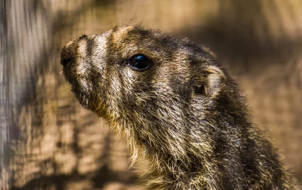 La cara de una marmota alpina en primer plano, especie de ardilla salvaje de los Alpes de Europa — Foto de Stock