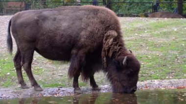 Amerika 'dan gelen tehdit altındaki hayvan türüne yakın bir Amerikan bizonunun içme suyu.