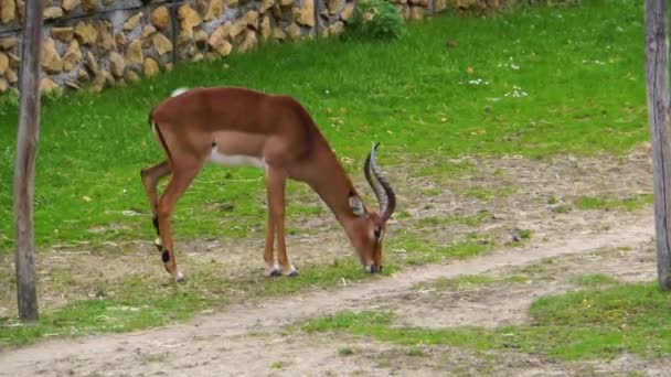 Bruna Screwhorn Antilop Bete Betesmark Kritiskt Hotade Djurart Från Afrika — Stockvideo