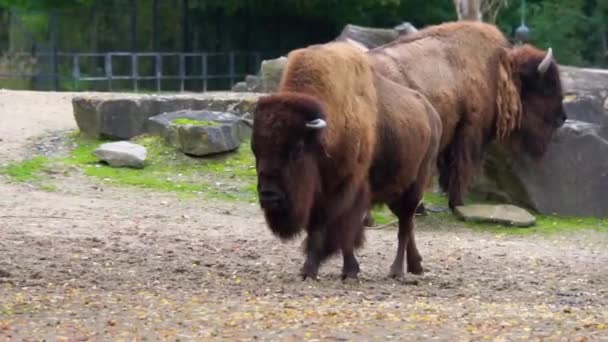 Nahaufnahme Eines Amerikanischen Bisons Der Der Nähe Einer Bedrohten Tierart — Stockvideo