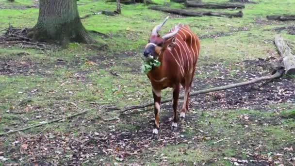 Close Van Een Oostelijke Berg Bongo Kauwen Een Tak Met — Stockvideo