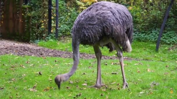 Nahaufnahme Eines Straußes Der Gras Frisst Flugunfähige Vogelart Aus Afrika — Stockvideo