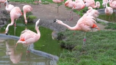 İki küçük flamingo birbiriyle etkileşimde, Amerika 'dan tehdit edilmiş kuş türü.
