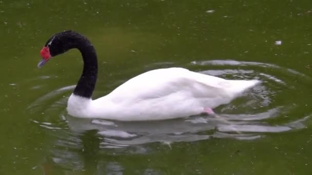 Közelkép Egy Fekete Nyakú Hattyú Úszik Vízben Prédikáló Tollak Trópusi — Stock videók