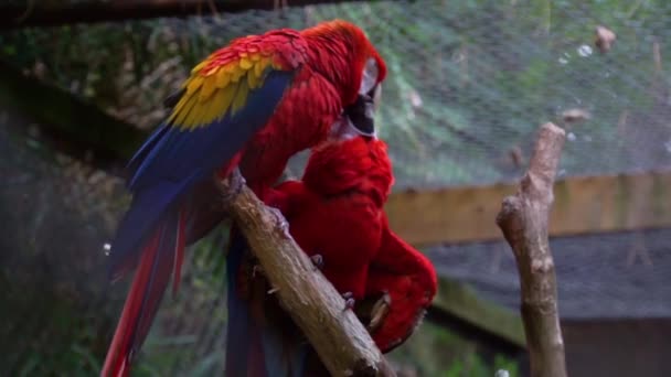 Pareja Loros Escarlata Besándose Pájaros Expresando Amor Mascota Tropical América — Vídeo de stock
