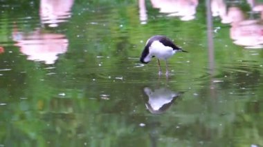 Suda duran ve tüylerini diken diken eden siyah boyunlu bir çubuğa yakın plan, Amerika 'dan gelen tropik bir kuş.