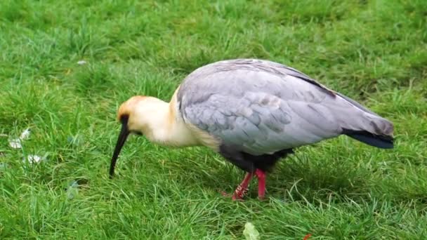 Closeup Black Faced Ibis Searching Food Grass Field Tropical Bird — Stock Video