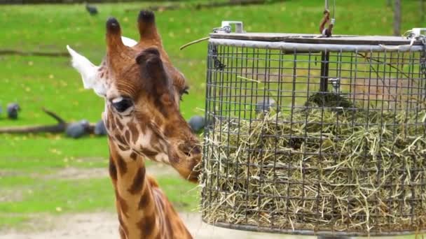 Gros Plan Une Girafe Kordofan Mangeant Foin Panier Espèce Animale — Video