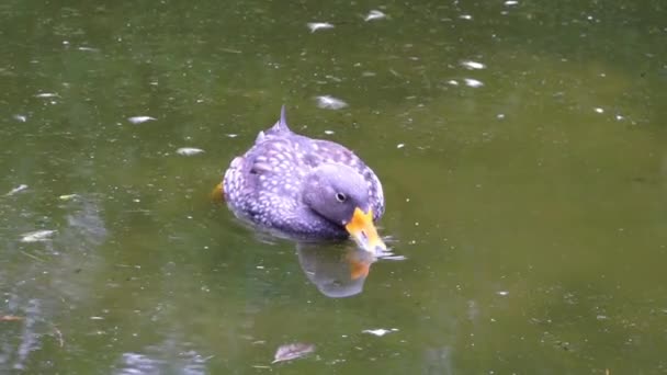 Closeup Fuegian Steamer Duck Floating Water Diving Food Typical Waterfowl — Stock Video