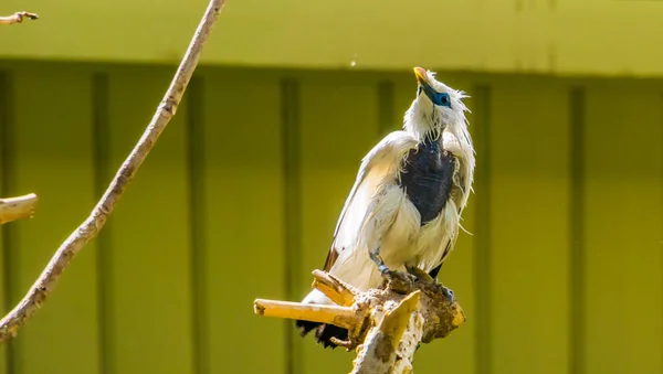 Πορτρέτο ενός μπάλι mynah ψαρόνι, καθαρό λευκό πουλί, κριτικά απειλούμενα είδη ζώων από την Ινδονησία — Φωτογραφία Αρχείου