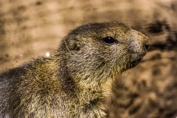 Rosto marmota alpina em close-up, espécie de esquilo selvagem dos alpes da europa — Fotografia de Stock