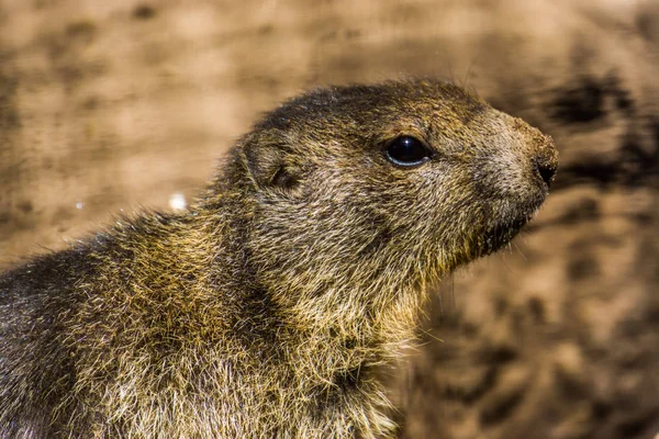 Alpine marmot face in closeup, wild squirrel specie from the alps of europe — ストック写真