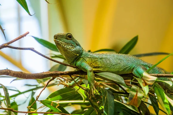 Chinesische Wasserdracheneidechse auf einem Ast liegend, tropisches Reptil aus Asien — Stockfoto