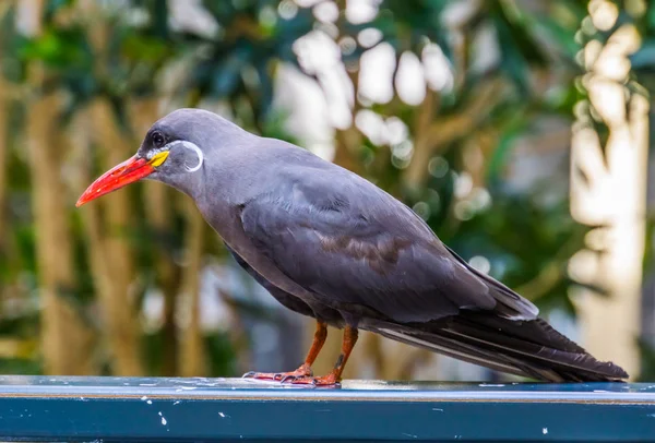 Close-up portret van een inca stern, grappige vogel met snor, Dichtbij bedreigde diersoort — Stockfoto