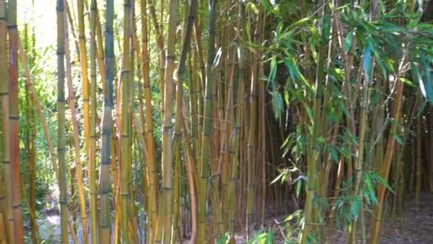 troncs de bambou en mouvement panoramique, fond de jardin tropical 