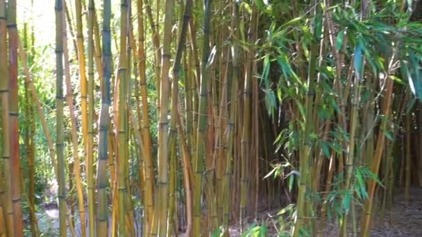 Troncos Bambú Movimiento Panorámico Fondo Jardín Tropical — Vídeos de Stock