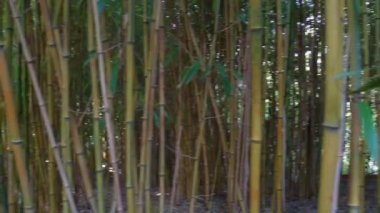 Bambu gövdelerinin yakın çekim hareketi, tropikal doğa arkaplanı