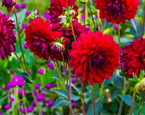 Couple of red dahlia flowers in bloom, popular cultivated ornamental garden plant, beautiful nature background — Stock Photo, Image