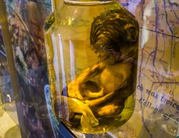 Bebé macaco de barbarie preservado en un biberón de vidrio, especie animal en peligro de extinción — Foto de Stock