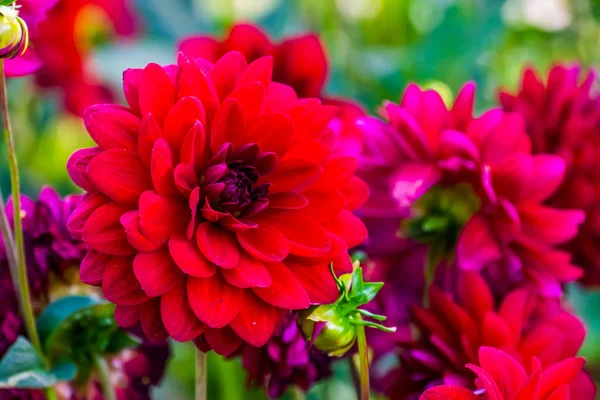 Крупный план большого красного цветка георгины в цвету, красивое декоративное садовое растение, популярные культивируемые цветущие растения — стоковое фото