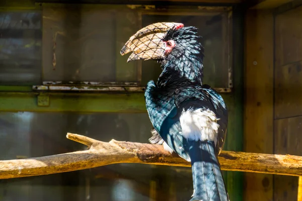 Porträt Eines Trompeters Hornvogel Von Hinten Tropische Tierart Aus Afrika — Stockfoto