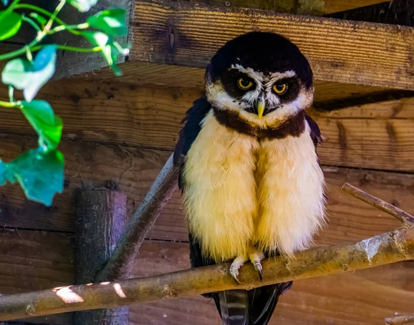 Sova Hnědá Detailním Záběru Tropická Ptačí Forma Asie — Stock fotografie