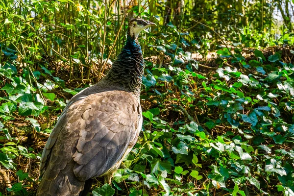 Closeup Dari Burung Peafowl Hijau India Berwarna Warni Tropis Spesies — Stok Foto