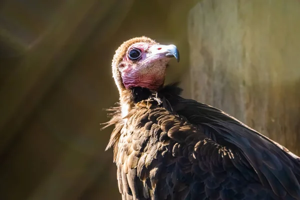 Avvoltoio Incappucciato Con Faccia Primo Piano Uccello Spazzino Pericolo Critico — Foto Stock