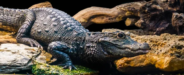 Crocodilo Anão Africano Close Espécies Répteis Tropicais Vulneráveis África — Fotografia de Stock