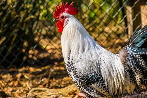 Vacker Närbild Svart Och Vit Braekel Kyckling Populär Ras Från Stockbild